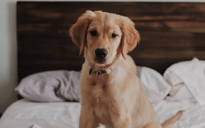 Cute puppy on a bed